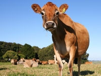 Farmers ready for food boom